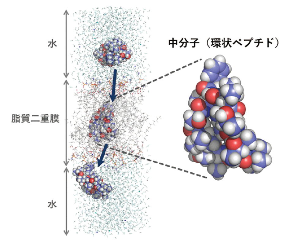 中分子の細胞膜透過シミュレーション